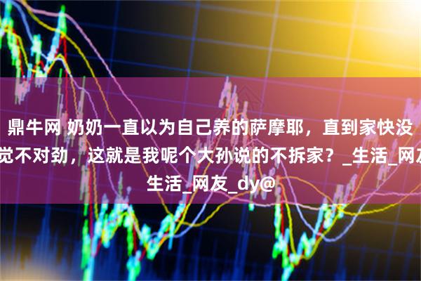 鼎牛网 奶奶一直以为自己养的萨摩耶，直到家快没了才感觉不对劲，这就是我呢个大孙说的不拆家？_生活_网友_dy@